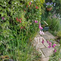 Dierama_june2022crop.jpg