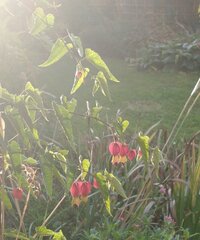 Abutilon_megapoticum1.jpg