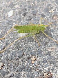 Oak_Bush-cricket.jpeg