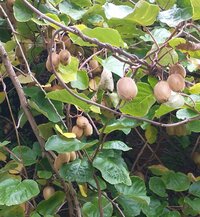 Actinidia_chinensis_crop.jpg