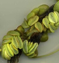 salvinia_highlight-jpg-jpg.jpg