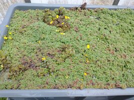 azolla_salvinia-jpg.jpg