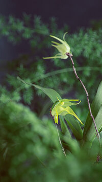 Aeranthes22-10833-Edit.jpg