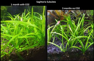 02. Sagittaria Subulata.jpg