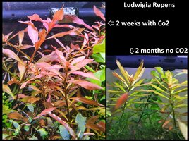 09. Ludwigia Repens.jpg