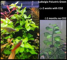 10. Ludwigia Palustris Green.jpg