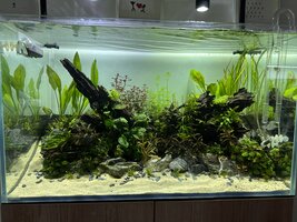 My 250l discus aquascape | UK Aquatic Plant Society