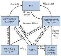 bacteriaimbalancesimple.jpe