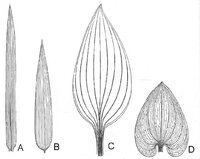 Kerner+&+Oliver+Fig+150+Monocot+leaves+simple.jpg