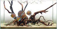 6_1aquarium_discus_fishtank.jpg