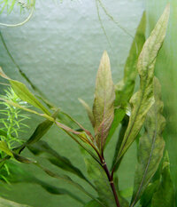 Hygrophila corymbosa A.jpg