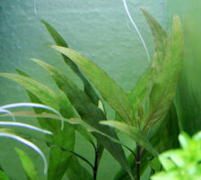 Hygrophila corymbosa B.jpg