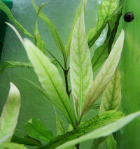 Hygrophila corymbosa C.jpg