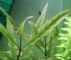 Hygrophila corymbosa D.jpg