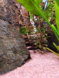 Blue Acara with eggs.jpg