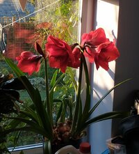 Hippeastrum2023a.jpg