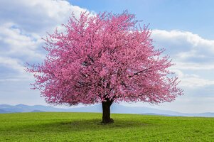 cherry_trees1200.jpg