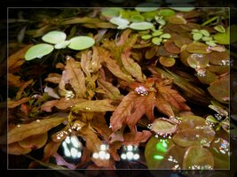 Ludwigia inclinta red 11th 04  2023  Ebay Main Image.jpg