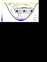 Conceptual-diagram-of-the-role-of-nitrification-on-the-nitrogen-N-cycle-in-lakes.png