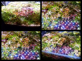 Eclectic Mini Tank 16th April  Collage.jpg