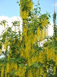 laburnum-watereri-vossii.jpg