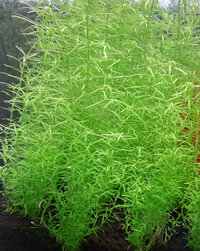 Rotala nanjenshan.jpg