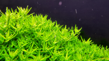 Rotala rotundifolia green.png