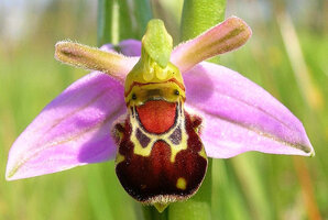 flowers-look-like-animals-people-monkeys-orchids-pareidolia-15.jpg