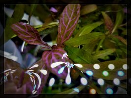 Hygrophila polysperma 'Sunset'.jpg