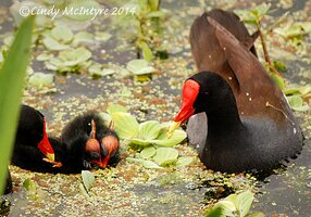 common-moorhen-wbabies-green-cay-fl-5-copy-3.jpg