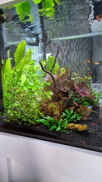 Jbl Manado ou tropica plant soil : forum Aquarium