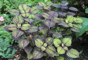 coleus.Fishnet.Stockings7-15-300x205.jpg