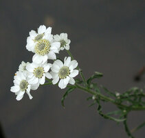 achillea_ptarmica_sneezewort.jpg