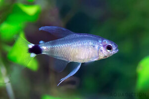 best-male-reed-tetra.jpg