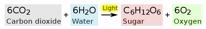 799px-Photosynthesis_equation.svg.png