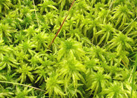 Sphagnum%20riparium.jpg