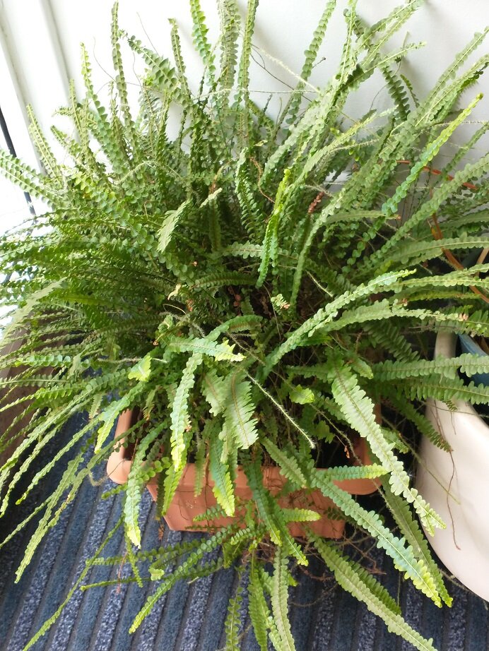 BostonFern1.jpg