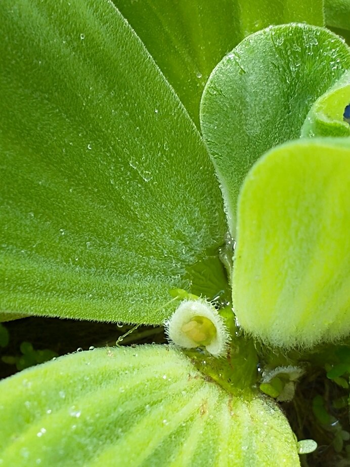 pistia_march2023-jpg.jpg