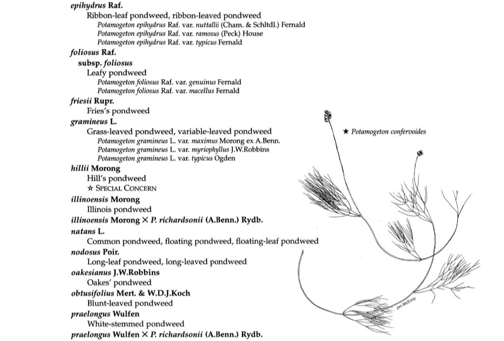 3-I-23-Wisconsin=Potamogeton-checklist-II.jpg
