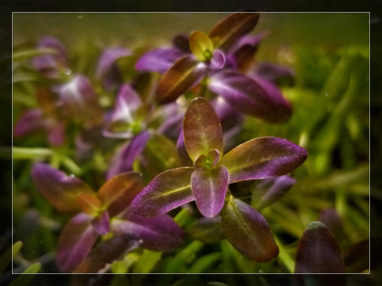 Rotala Florida Sunset..jpg