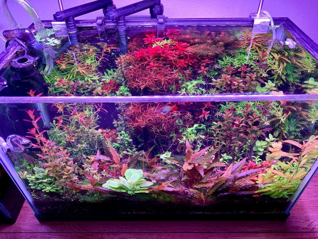 Week aqua users | Page 14 | UK Aquatic Plant Society