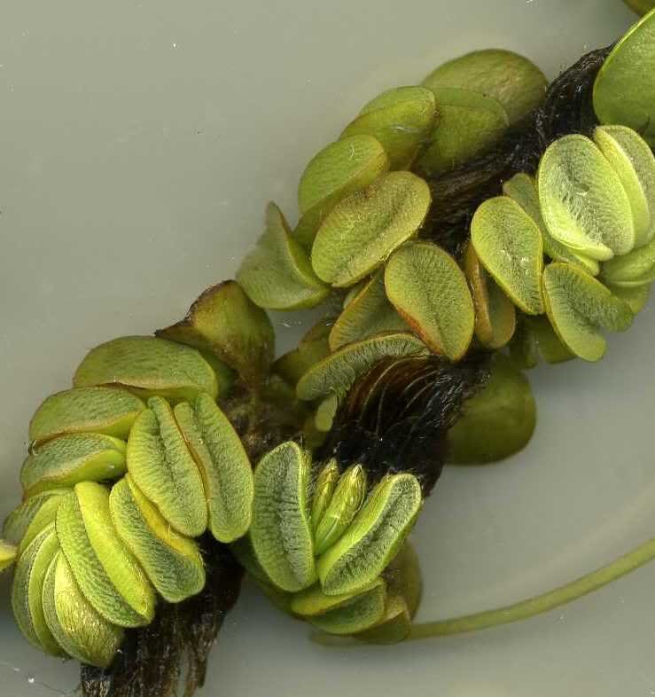 salvinia_highlight-jpg-jpg-jpg.jpg