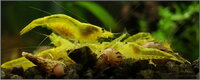 yellow_shrimp_60_900_rszt1401.jpg