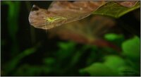 yellow_shrimp_63_900_rszt1402.jpg