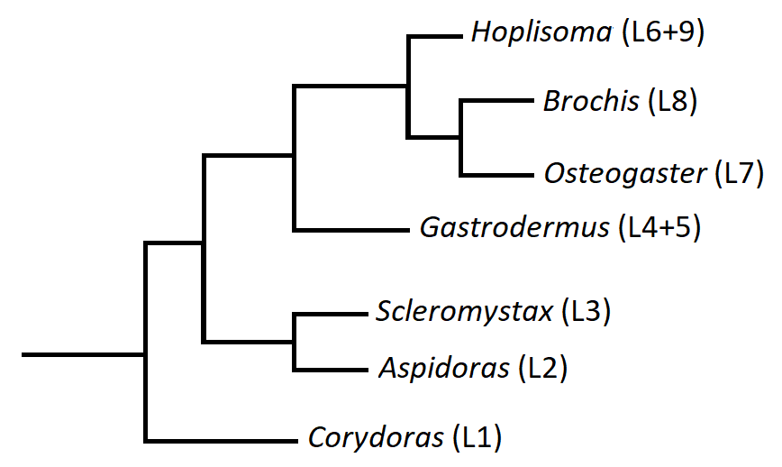 Corydoras_remapped3.png