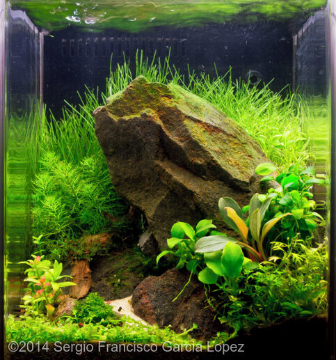 Nano Shrimp Tank UK Aquatic Plant Society