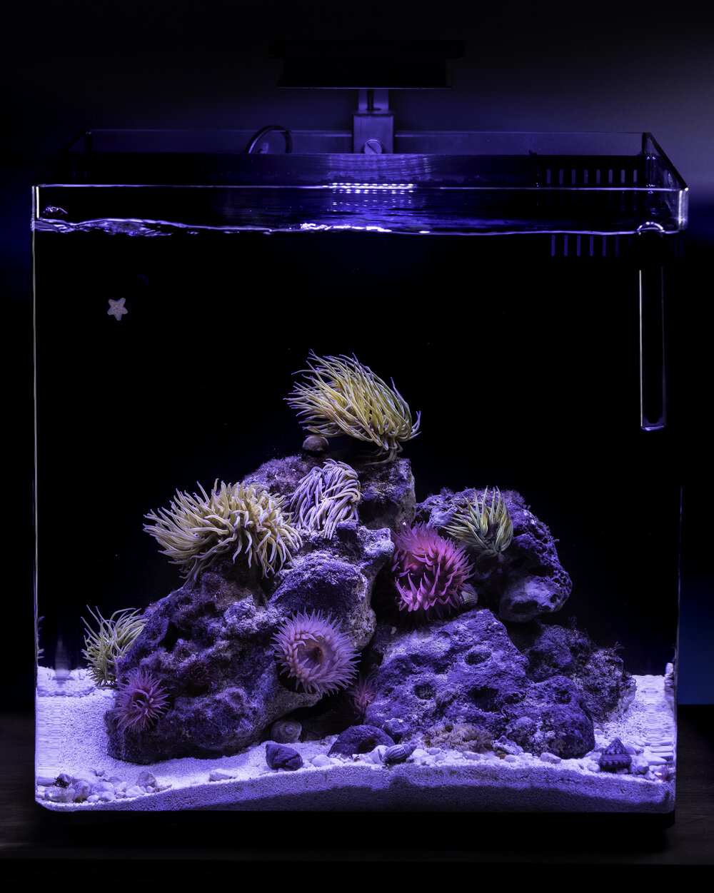 RockpoolTank2-1:7:24.jpg