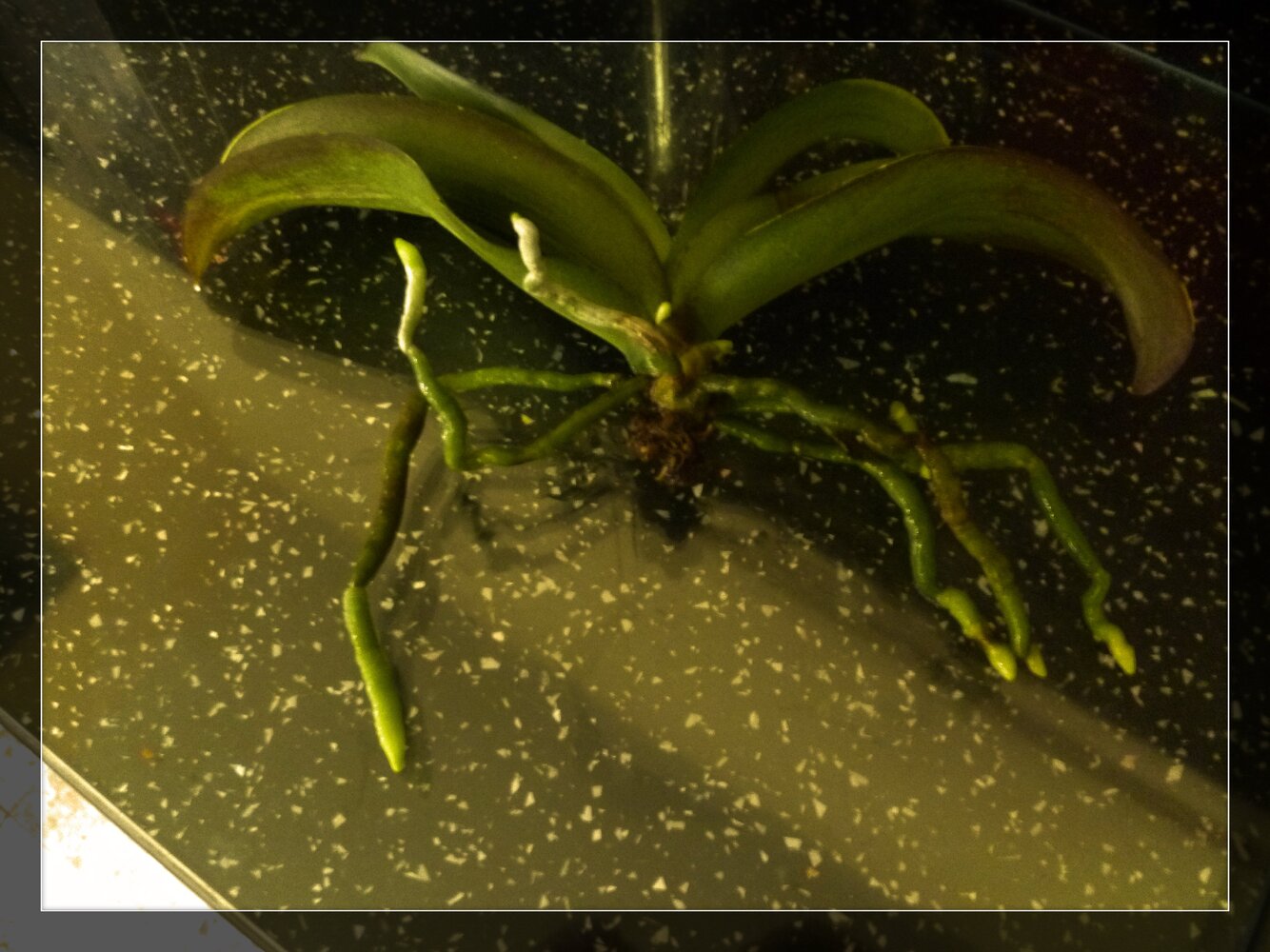 Orchid roots in water..jpg