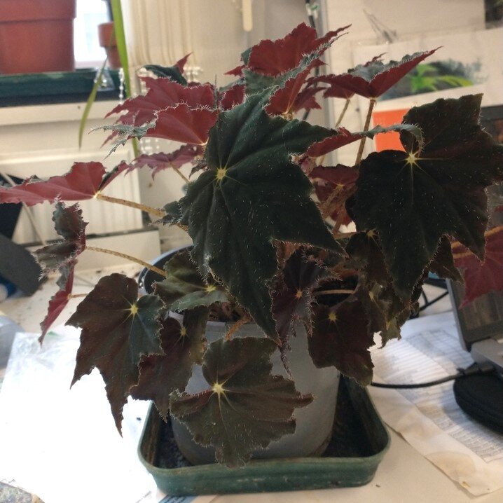 Begonia_RexSeptember2024.jpg