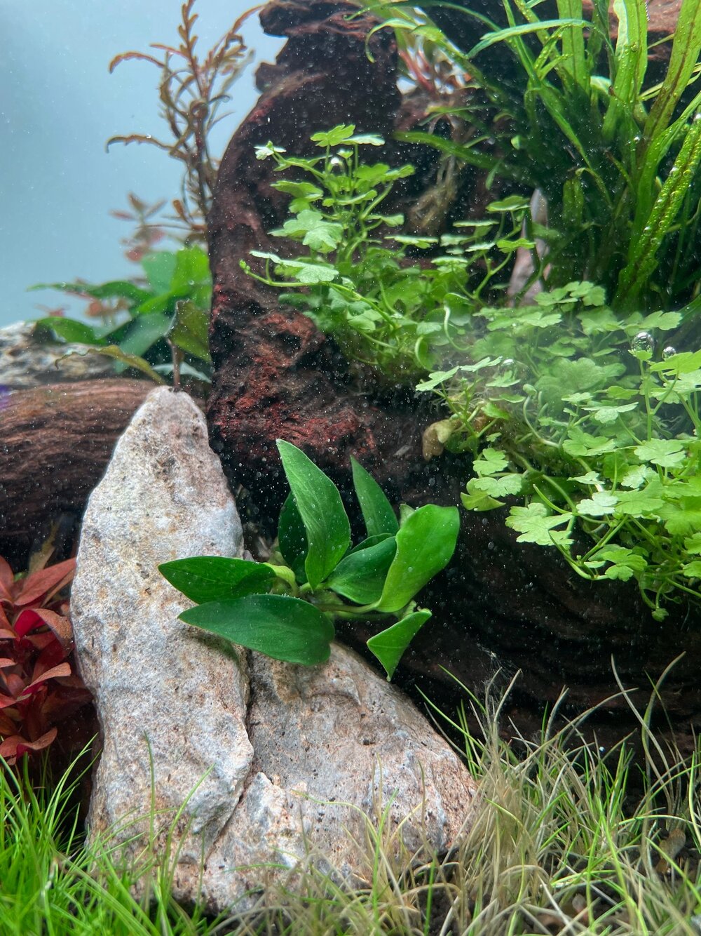 Anubias 1.jpg